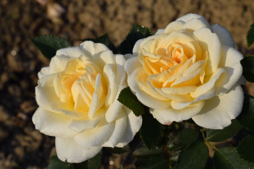  - TRANDAFIRI PRIMAVARA 2018 II