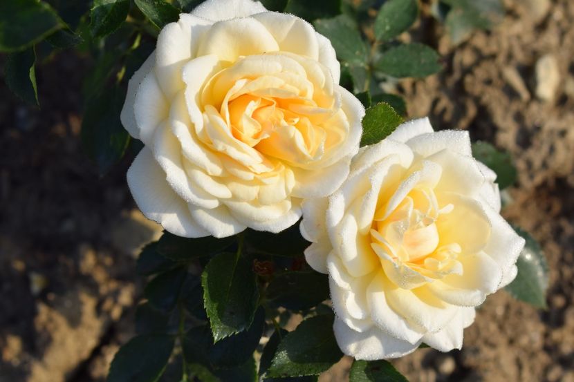  - TRANDAFIRI PRIMAVARA 2018 II