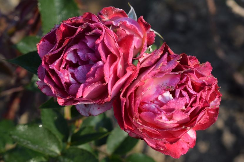  - TRANDAFIRI PRIMAVARA 2018 II