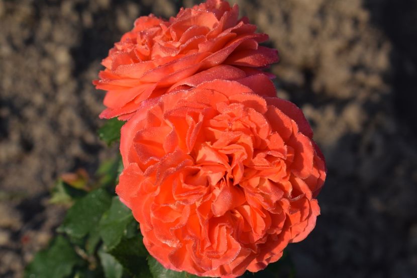  - TRANDAFIRI PRIMAVARA 2018 II