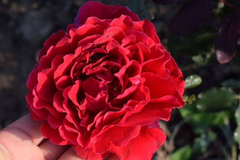  - TRANDAFIRI PRIMAVARA 2018 II