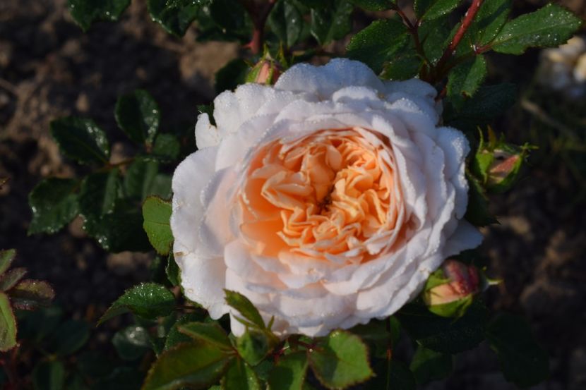  - TRANDAFIRI PRIMAVARA 2018 II