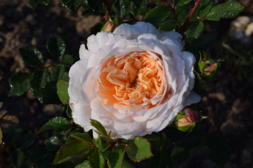  - TRANDAFIRI PRIMAVARA 2018 II