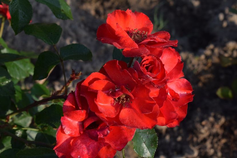  - TRANDAFIRI PRIMAVARA 2018 II