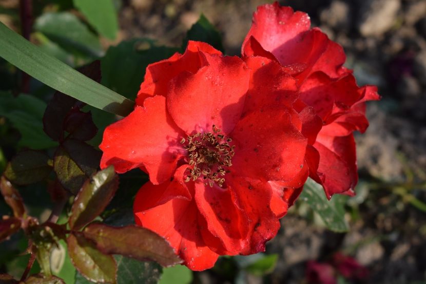  - TRANDAFIRI PRIMAVARA 2018 II