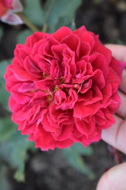  - TRANDAFIRI PRIMAVARA 2018 II