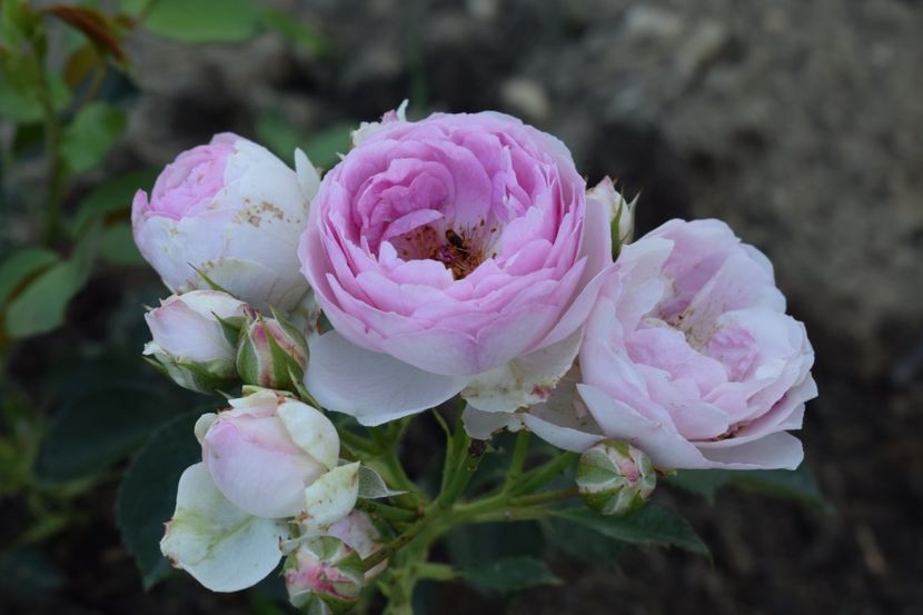  - TRANDAFIRI PRIMAVARA 2018 II