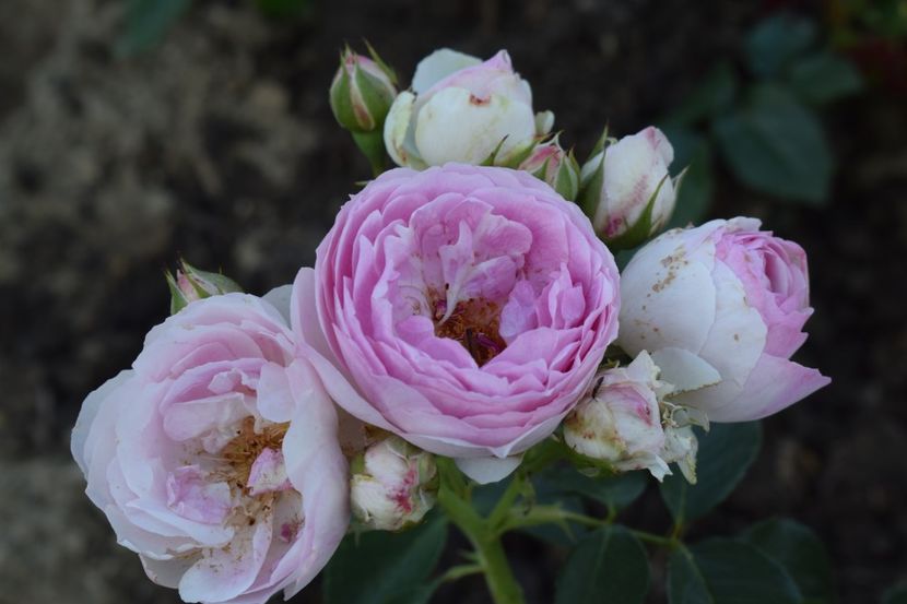  - TRANDAFIRI PRIMAVARA 2018 II