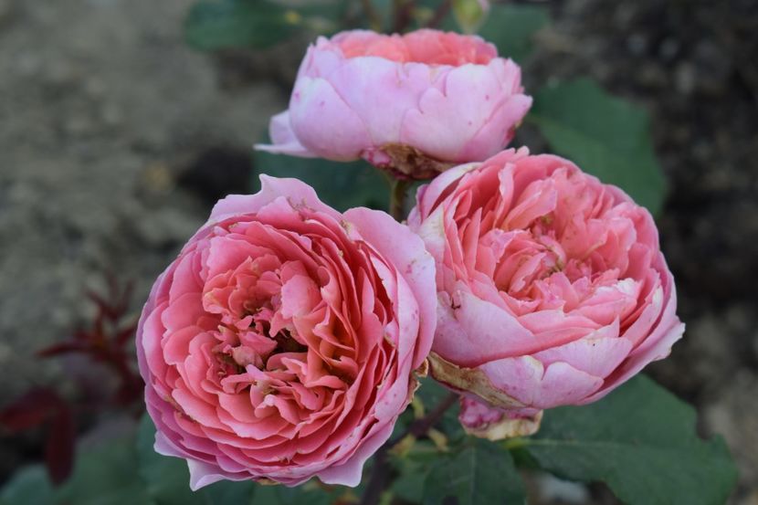  - TRANDAFIRI PRIMAVARA 2018 II