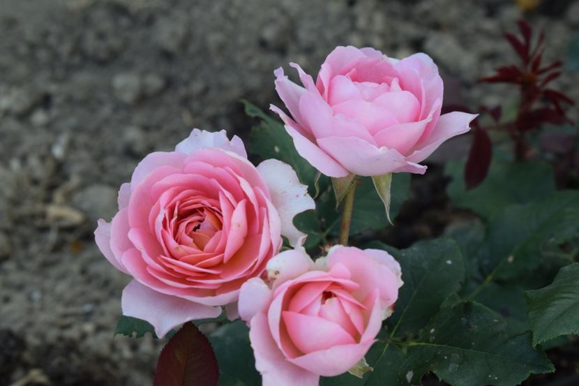  - TRANDAFIRI PRIMAVARA 2018 II