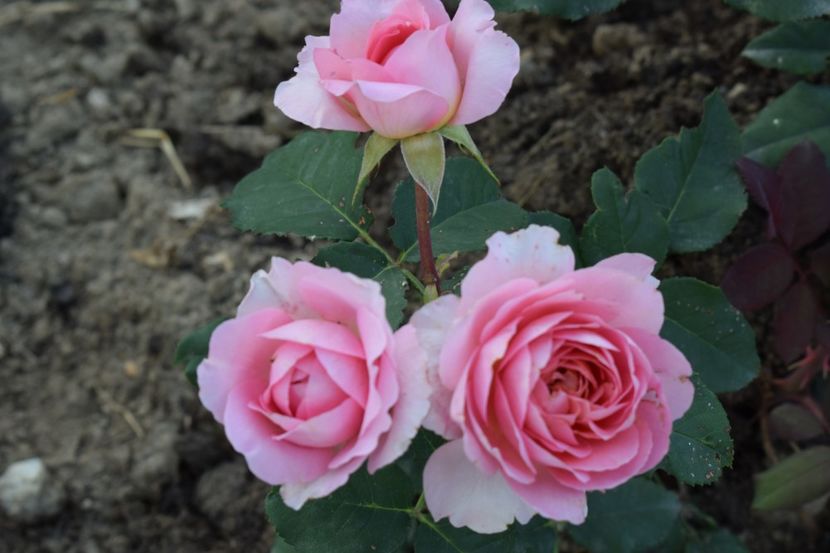  - TRANDAFIRI PRIMAVARA 2018 II