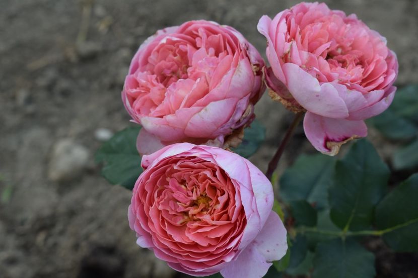  - TRANDAFIRI PRIMAVARA 2018 II