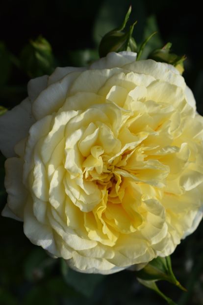  - TRANDAFIRI PRIMAVARA 2018 II