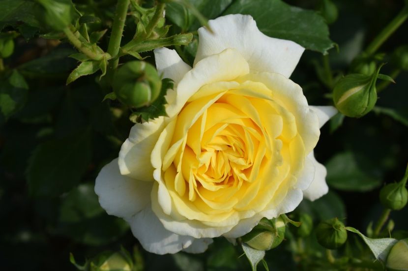  - TRANDAFIRI PRIMAVARA 2018 II