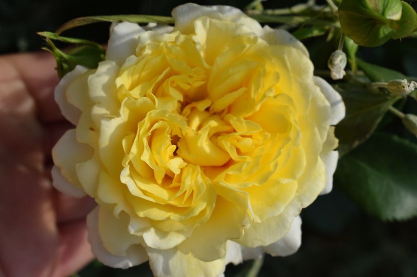  - TRANDAFIRI PRIMAVARA 2018 II