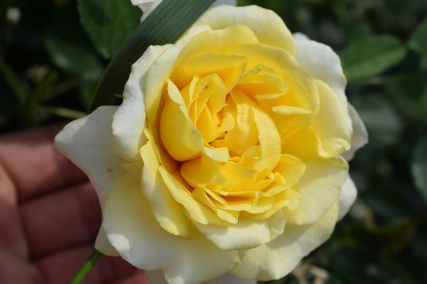  - TRANDAFIRI PRIMAVARA 2018 II