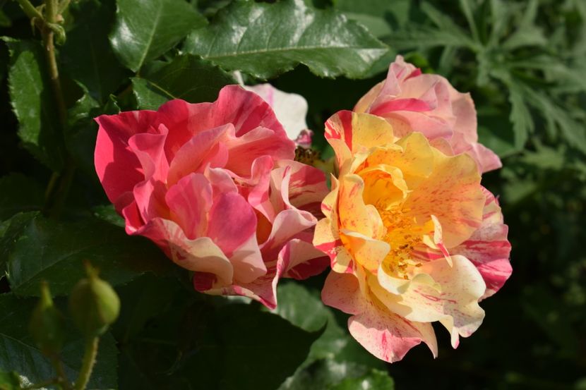  - TRANDAFIRI PRIMAVARA 2018 II