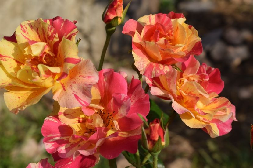  - TRANDAFIRI PRIMAVARA 2018 II