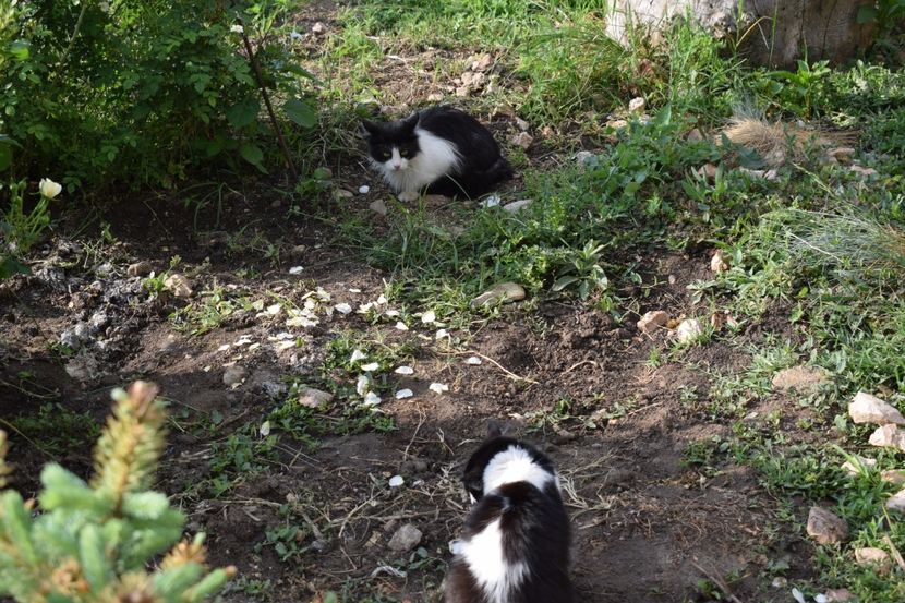  - TRANDAFIRI PRIMAVARA 2018 II