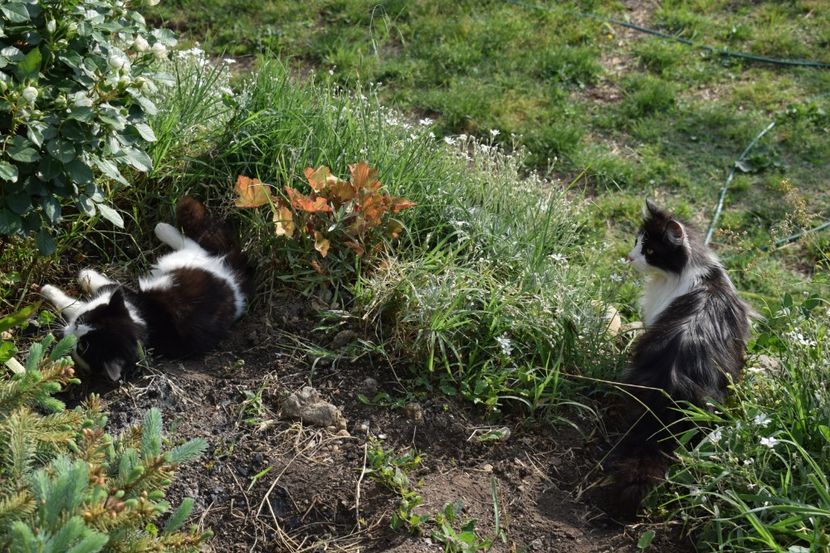  - TRANDAFIRI PRIMAVARA 2018 II