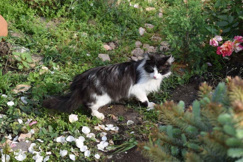  - TRANDAFIRI PRIMAVARA 2018 II