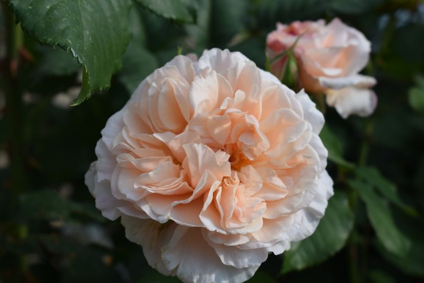  - TRANDAFIRI PRIMAVARA 2018 II