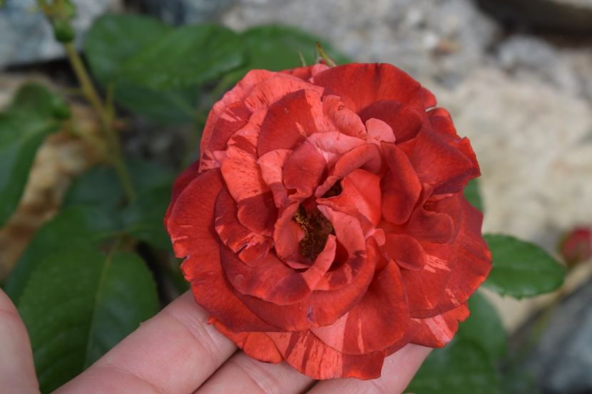  - TRANDAFIRI PRIMAVARA 2018 II