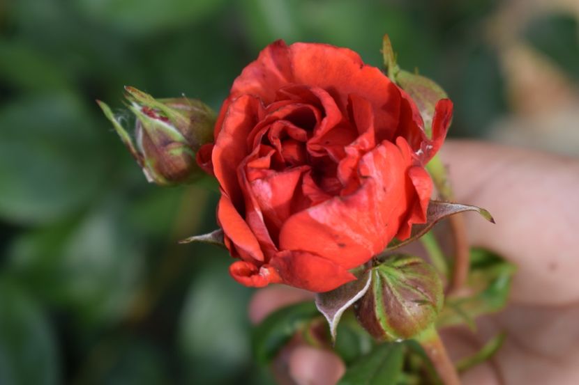  - TRANDAFIRI PRIMAVARA 2018 II