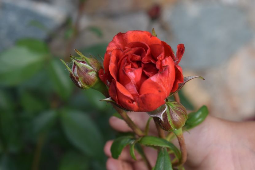  - TRANDAFIRI PRIMAVARA 2018 II