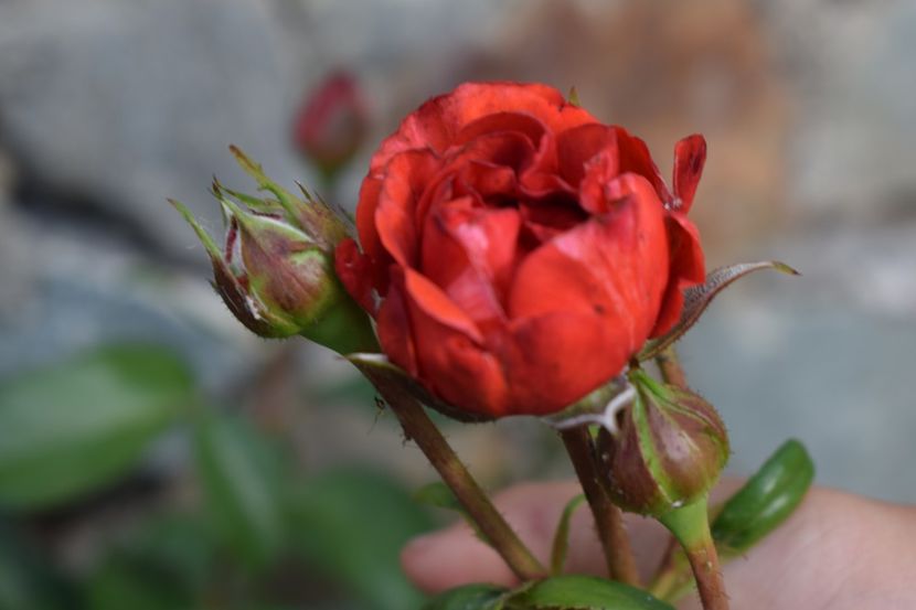  - TRANDAFIRI PRIMAVARA 2018 II