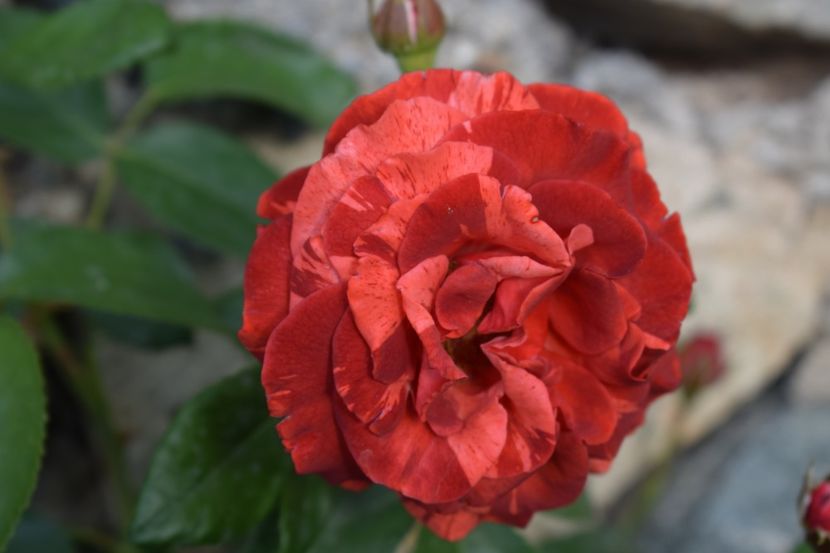  - TRANDAFIRI PRIMAVARA 2018 II