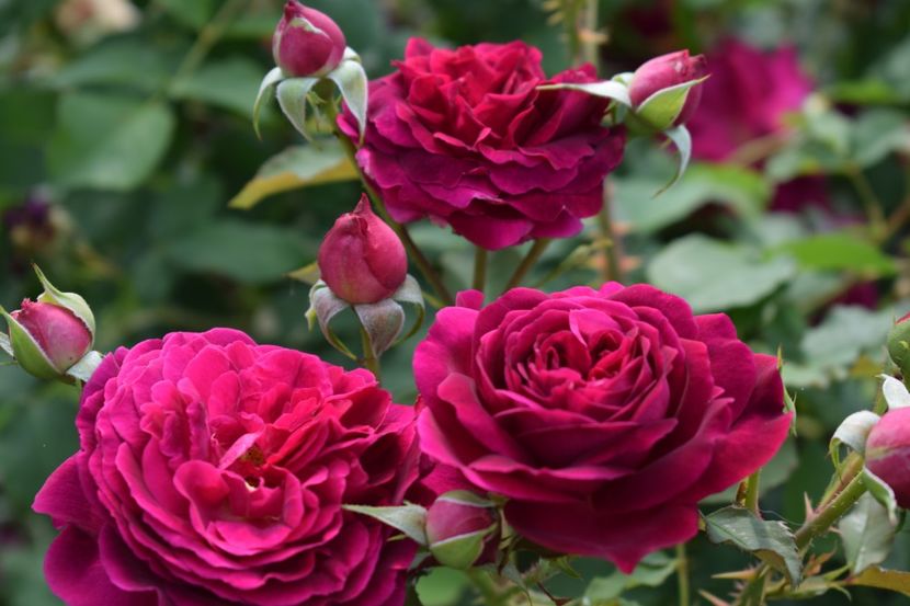  - TRANDAFIRI PRIMAVARA 2018 II