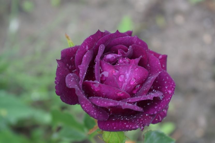  - TRANDAFIRI PRIMAVARA 2018 II