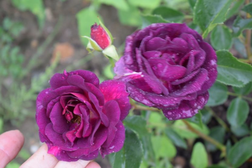  - TRANDAFIRI PRIMAVARA 2018 II