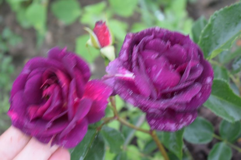  - TRANDAFIRI PRIMAVARA 2018 II