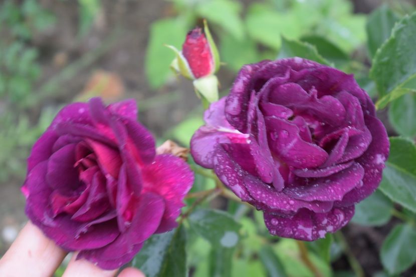  - TRANDAFIRI PRIMAVARA 2018 II