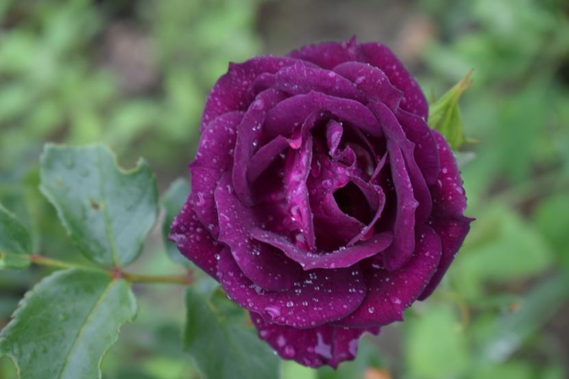  - TRANDAFIRI PRIMAVARA 2018 II