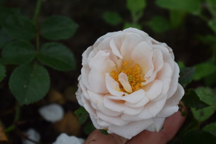  - TRANDAFIRI PRIMAVARA 2018 II