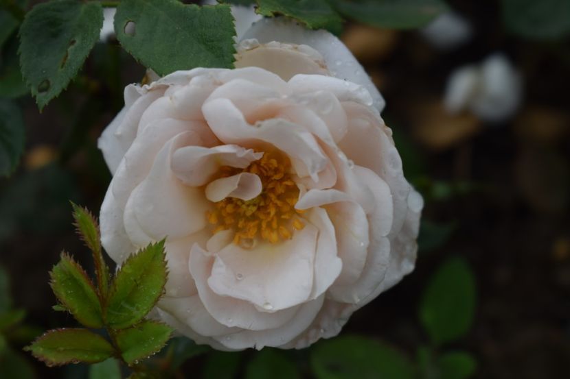  - TRANDAFIRI PRIMAVARA 2018 II