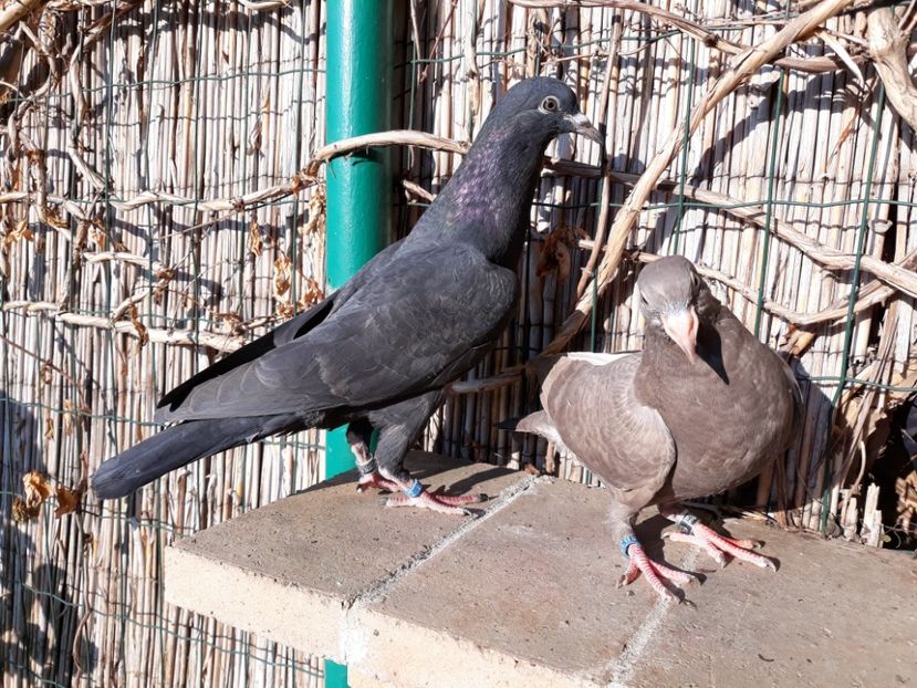 5_1 inele 14 (3701),15 - 2018_Pui