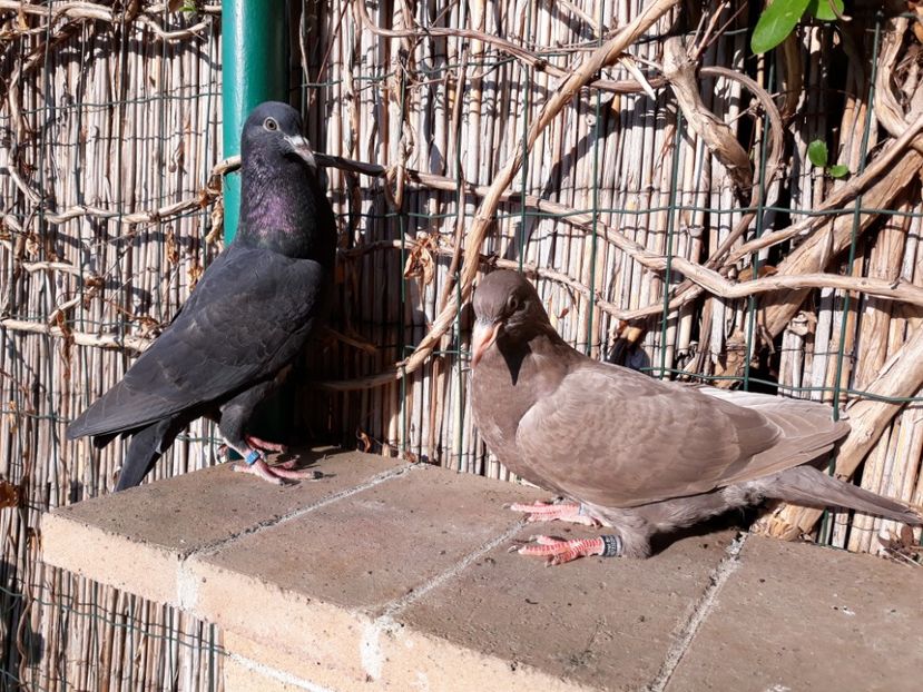 5_1 pereche - 2018_Pui