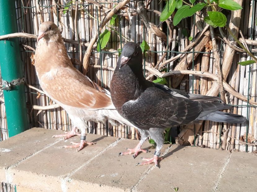 2_3 femele - 2018_Pui