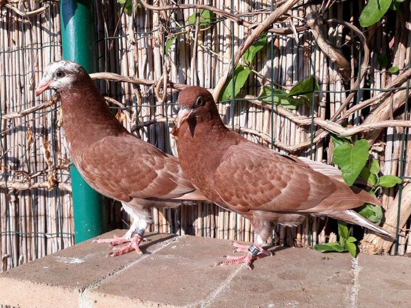 3_3 inel: 18,19 - 2018_Pui