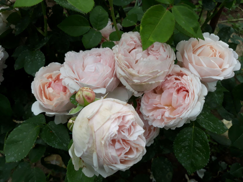  - ST SWITHUN David Austin 3