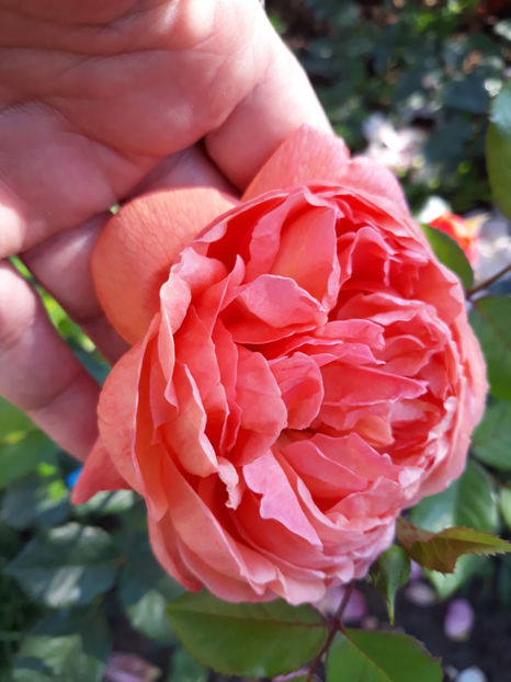  - SUMMER SONG David Austin 3