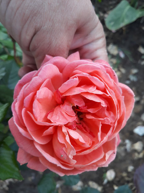  - SUMMER SONG David Austin 3