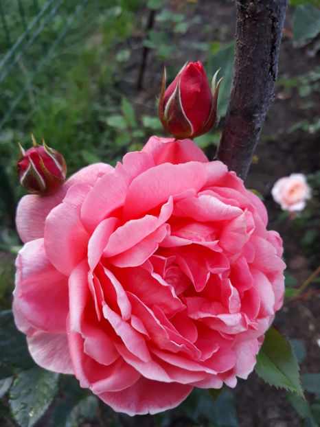  - SUMMER SONG David Austin 3