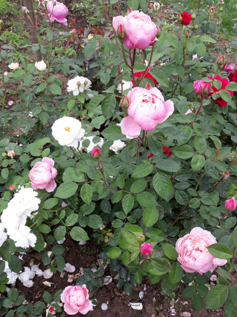  - THE ALNWICK ROSE David Austin 3