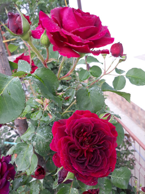  - TRADESCANT David Austin 3