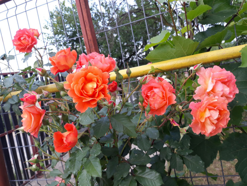  - WESTERLAND urcator